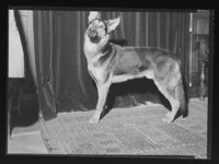 1. "Chief" tilhører Aril Wahlstrøm - no-nb digifoto 20160713 00147 NB MIT FNR 17843.jpg