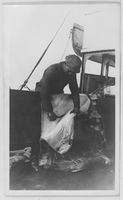 50. "Veslekari-ekspedisjonen", 1928. Bearbeiding av isbjørnskinn - no-nb digifoto 20160121 00066 bldsa veslekari n26 a.jpg
