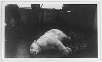 54. "Veslekari-ekspedisjonen", 1928. Død isbjørn på dekk - no-nb digifoto 20160121 00059 bldsa veslekari n16 a.jpg
