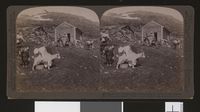 89. (30) - 630 - Pretty Norwegian girls tending cows and goats on the Haukeli Mts. (Midtlaeger saeter), Norway stereofotografi - no-nb digifoto 20160629 00109 bldsa stereo 0179.jpg