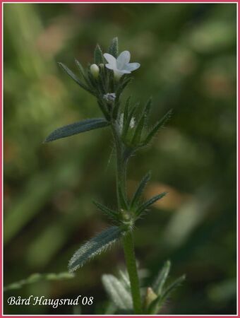 Åkersteinfrø BH.jpg