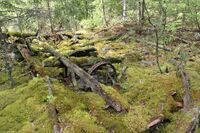 Rester av uthus og gammel redskap.