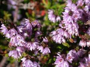 0074 Calluna vulgaris blossoms DEU.jpg