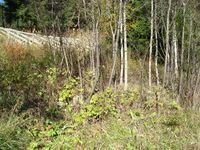 Hustuft etter våningshuset i Veltberget. Mursrester.