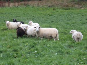 0300 Vinsternes sheep DEU.jpg