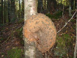 04b-kote-bjork Næroset.JPG