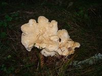 All piggsopp er spiselig. Denne var god!