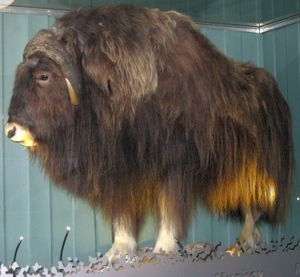 10103crj Ovibos moschatus.jpg