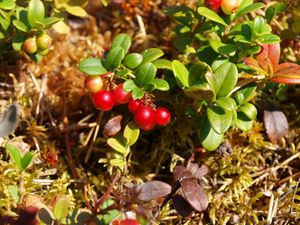 12654 Vaccinium vitis-idaea.jpg