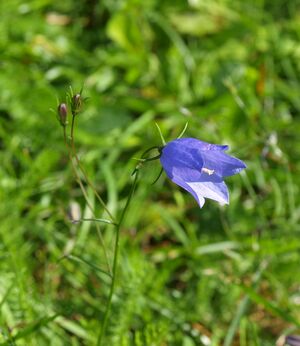 12930cr Campanula rotundifolia.jpg