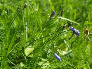 12938 Campanula rotundifolia.jpg