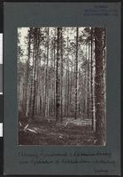 31. 130aarig Furubestand i Saltdalen Statskog - no-nb digifoto 20160317 00041 bldsa NGU0375.jpg