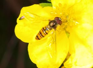 13179cr potentilla fruticosa m Syrphidae sp..jpg