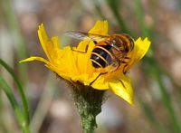 282. 13185cr Hypochoeris sp. m Syrphidae sp..jpg