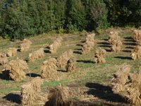 41. 13420 Eidestranda - konnband.jpg