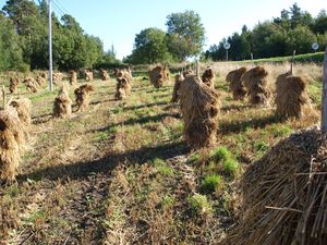 13430 Eidestranda - konnband.jpg