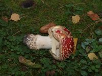 Rød fluesopp (amanita muscaria). Foto: Olve Utne (2009).