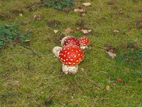 Rød fluesopp (amanita muscaria). Foto: Olve Utne (2009).