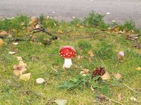 Rød fluesopp (amanita muscaria). Foto: Olve Utne (2009).