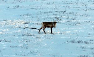 16299crg Rangifer tarandus.jpg