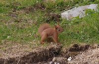 1. 17056cr Sciurus vulgaris.jpg