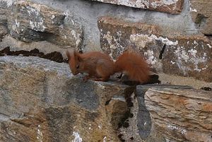 17094cr Sciurus vulgaris.jpg