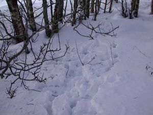 1809 Cervus elaphus trail by resting site DEU.JPG