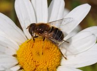 286. 18597cr Eristalis sp.jpg