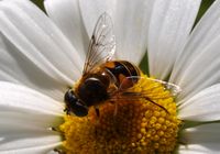 285. 18664cr Eristalis sp.jpg