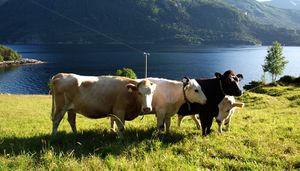 18874crg vestlandsk fjordfe Imarsundet.jpg