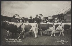 Kvegutstilling under «Bøndernes Uge». Foto: Nasjonalbiblioteket