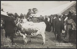 Kvegutstilling under «Bøndernes Uge». Foto: Nasjonalbiblioteket