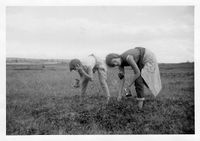 1959. Turid og Marit plukker molter.