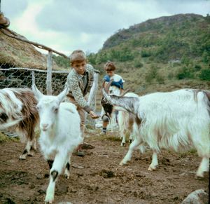 1960 Urdviki Geiter.jpg