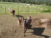 97. 20447 Folldal 145 Stor-Eide 3 Sletten.jpg