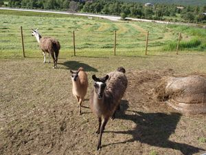 20447 Folldal 145 Stor-Eide 3 Sletten.jpg