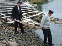 Moden saltfisk blir boren til fjøra på båre og dumpa i sjøkanten for utbløyting. Foto: Olve Utne