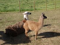 100. 20511 Lama glama.jpg