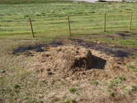 101. 20512 Lama glama.jpg