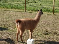 102. 20517 Lama glama.jpg