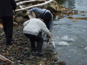 2052 fisken blir godt utbloeytt.jpg