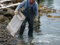 Isak gjer seg klar til å skure fisk i fjøra nedom berget. Foto: Olve Utne