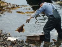Ein ferdigskura fisk blir slengt unna. Arbeidstempoet lyt vera høgt om fortenesta skal bli god. Foto: Olve Utne