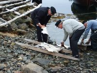 Den ferdigskura fisken blir lagt på båra for å berast oppå fiskberget. Foto: Olve Utne