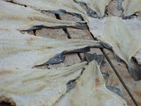 Nyvaska fisk lagt i lad og salta att. Foto: Olve Utne