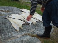 Fisken blir lagt «andføtes» til tørk utover berget for å utnytte plassen maksimalt. Foto: Olve Utne