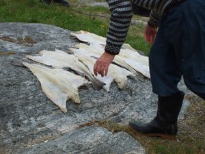 2086 fisken blir lagt andfoetes paa berget.jpg