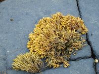 158. 2089 Pelvetia canaliculata.jpg