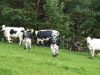 STN på Myran i Oppdal kommune, juli 2010.