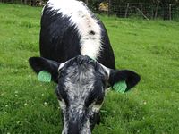 STN på Myran i Oppdal kommune. Foto: Olve Utne (2010).